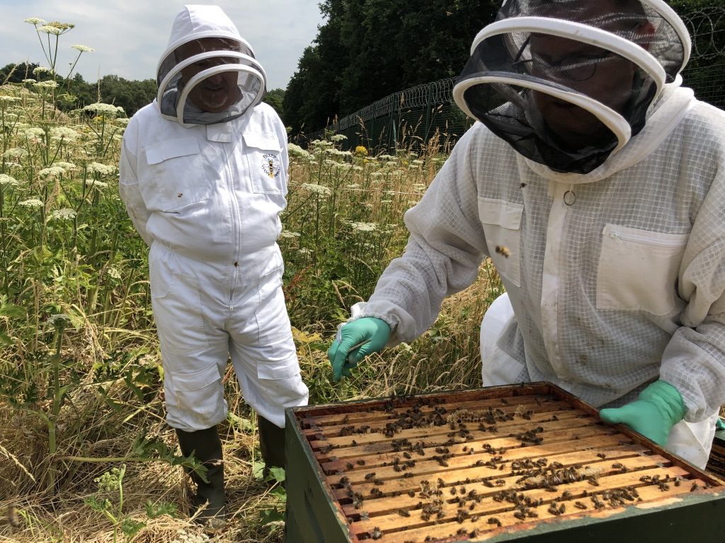 Mark checking the bee hive