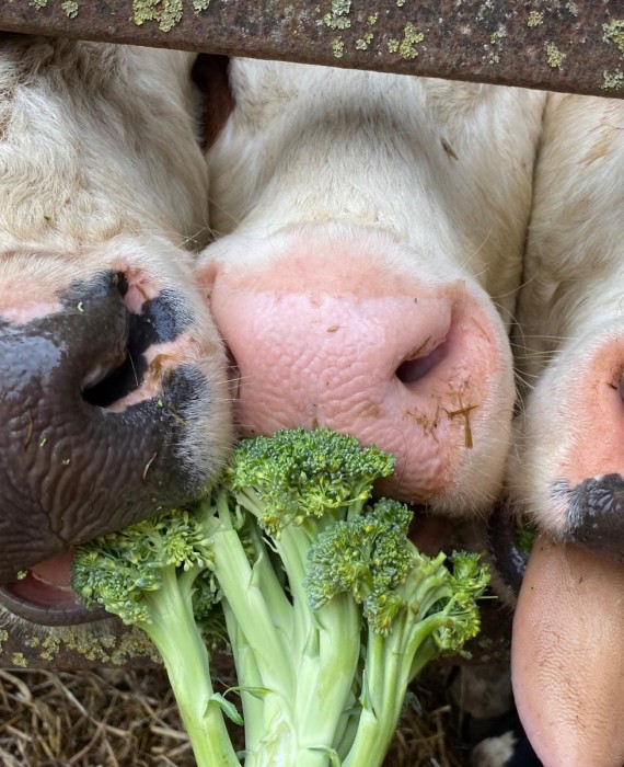 cows